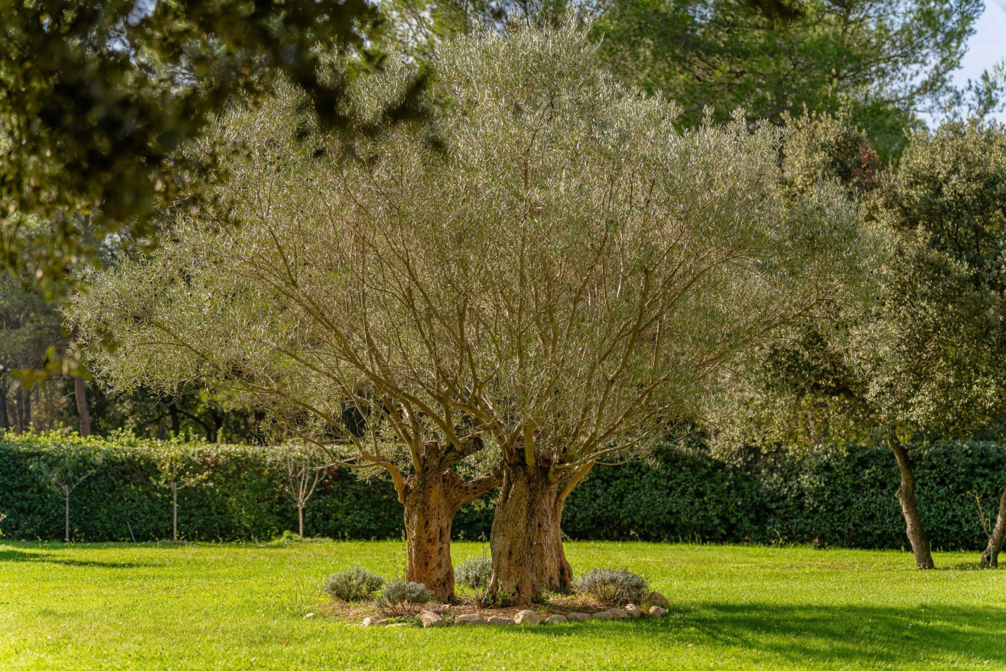 Mas des inseparables location saint cannat proche d'aix en provence-088